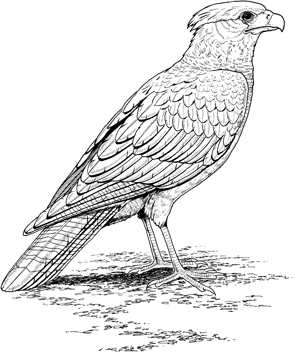 1030x1226 Fresh Free Wild Animal Coloring Pages Gallery Printable Coloring