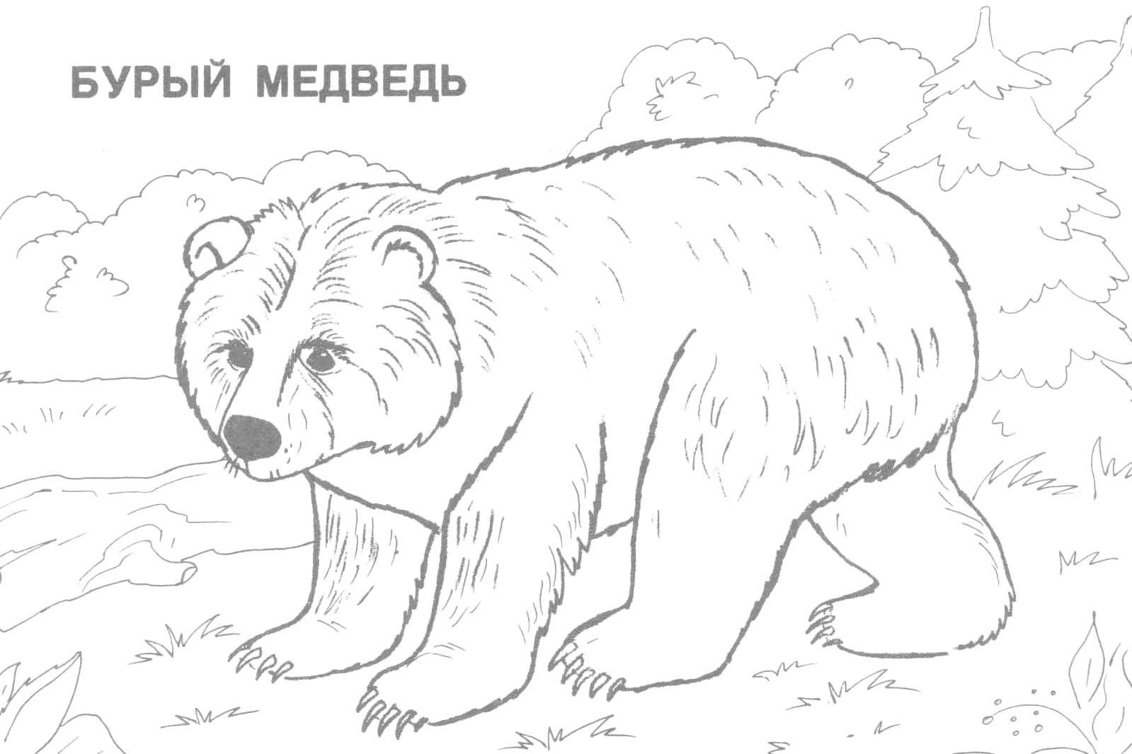 1599x1065 Wild Animal Coloring Pages How To Draw A Lion Learning Wild