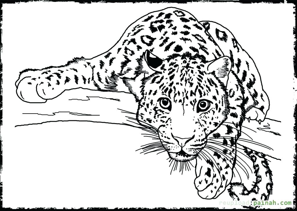 1024x728 Awesome Realistic Animal Coloring Pages For Coloring Pages Animals
