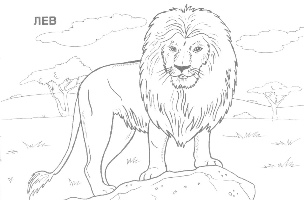 Realistic Wildlife Coloring Pages