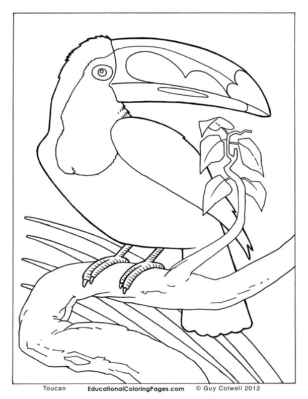 612x792 Forest Animals Coloring Pages Tundra Animals Coloring Pages