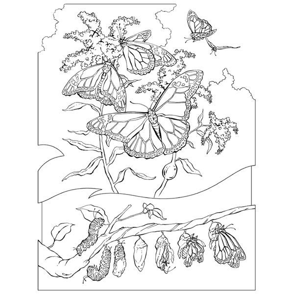600x600 Rattlesnake Coloring Page. 17 Printable Coloring Pages For Kids
