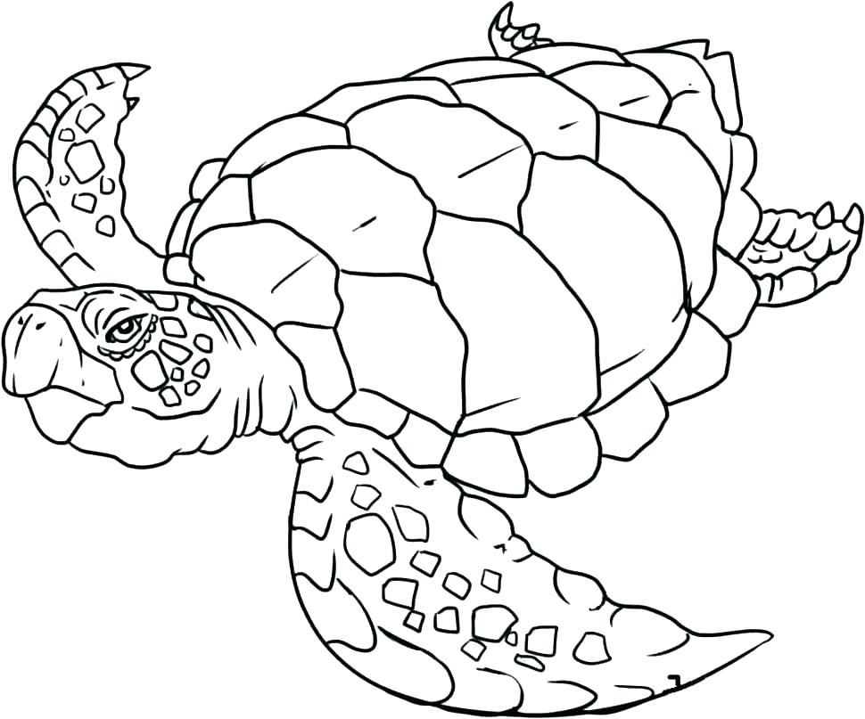 970x807 Realistic Coloring Pages Of Animals Safari Animals Coloring Pages