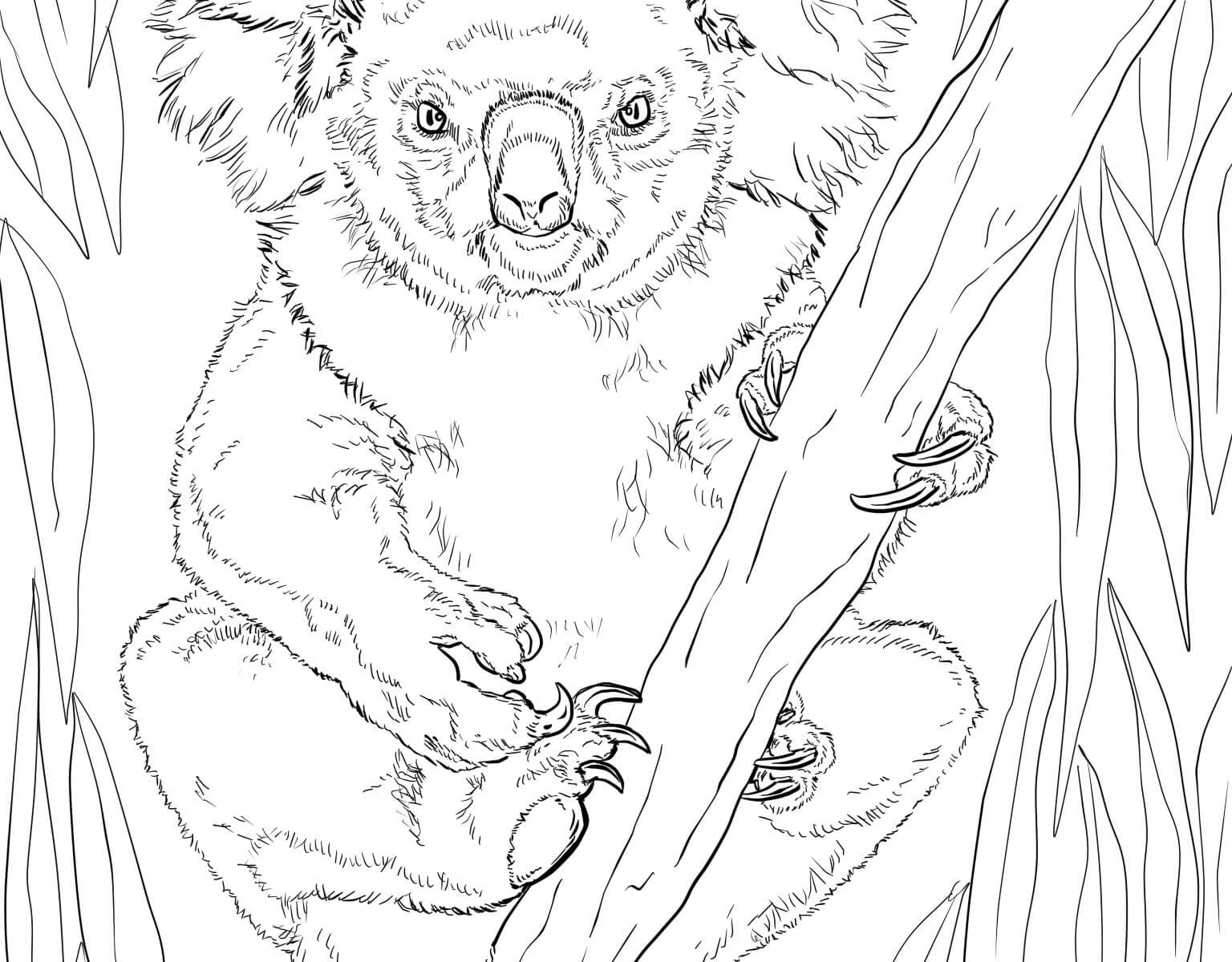 1536x1200 Coloring For Kids Koalas Rare Realistic Bear Free Printable
