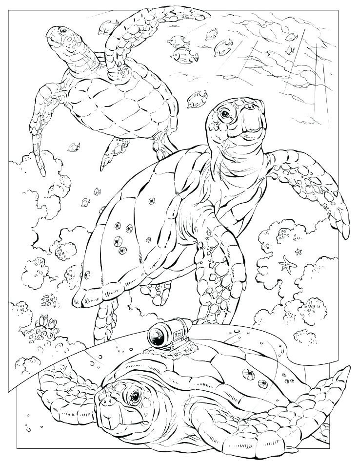 736x952 Coloring Pages Animals Realistic Coloring Page Of Animals Marine