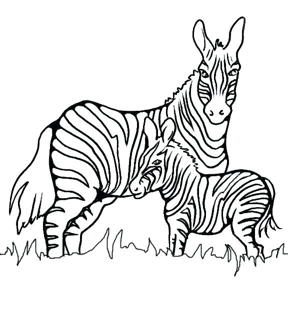 576x621 Coloring Pages Animals Hard Kids Coloring Baby Zebra Coloring