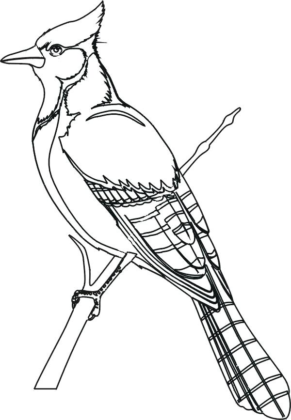 600x867 Cardinal Bird Coloring Page Bird Coloring Pages Blue Jay A Red