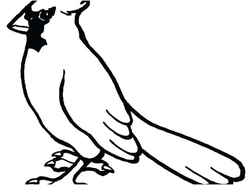 827x609 Cardinal Bird Coloring Page Cardinal Bird Coloring Page Printable