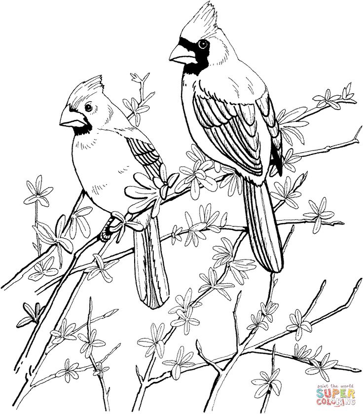 736x839 19 Best Coloring Pages Birds Images On Coloring Books