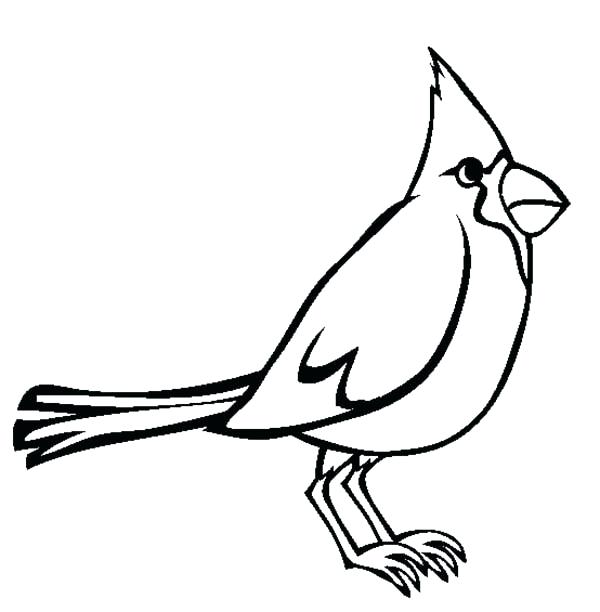 600x612 Northern Cardinal Drawing At Free For Personal Use Animal Northern