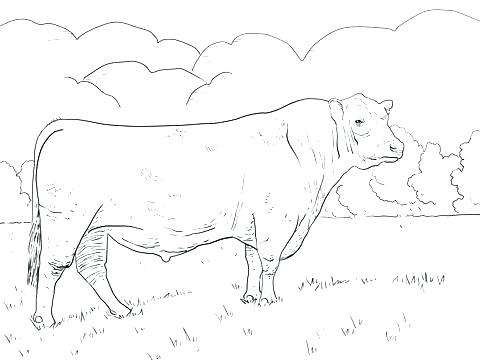 480x360 Bull Riding Coloring Pages Bull Riding Coloring Pages Free Bulldog
