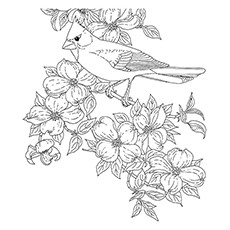 Red Cardinal Coloring Page