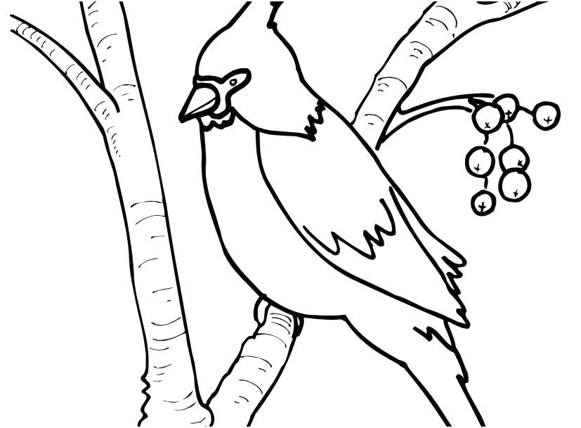 827x609 Cardinal Coloring Pages Cardinal Coloring Pages St Cardinal