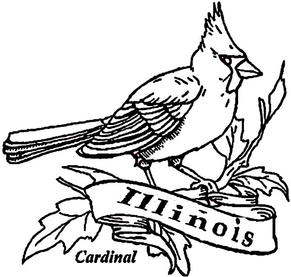 600x572 Coloring Cardinal Bird Coloring Page Printable In Conjunction