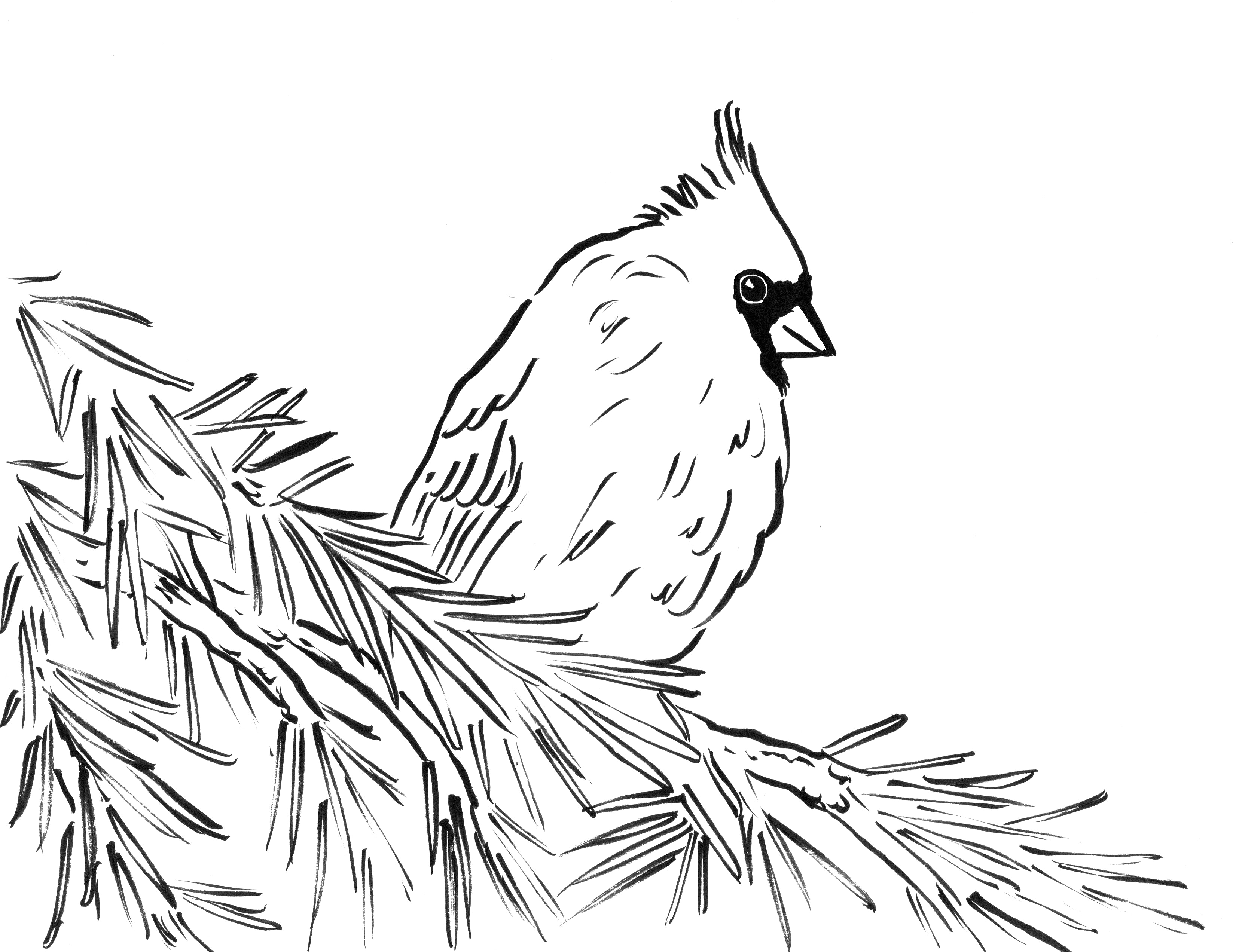 3303x2545 Northern Or Red Cardinal Coloring Page