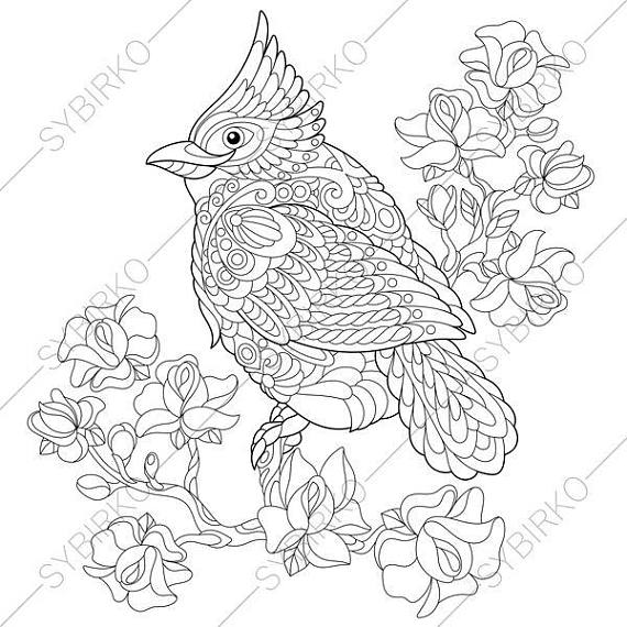 570x570 Red Cardinal Bird. Coloring Page. Animal Coloring Book Pages