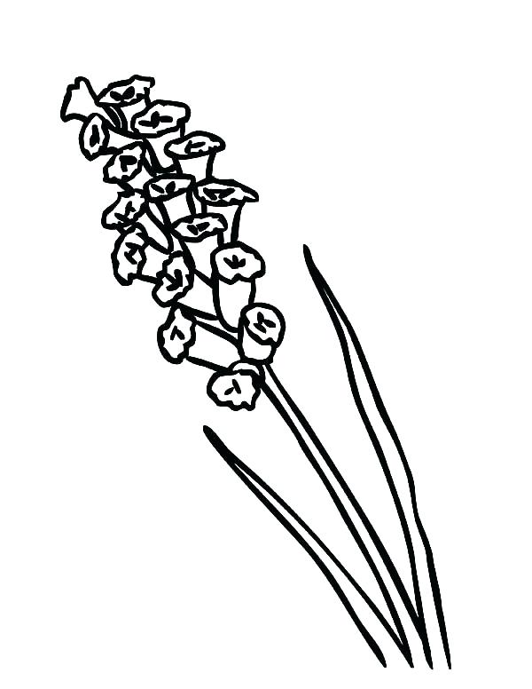 600x776 St Coloring Pages St Coloring Pages St Cardinals Coloring Pages St