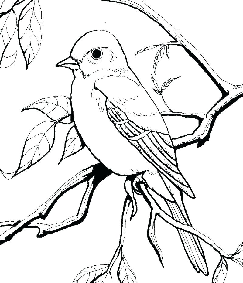 800x932 Cardinal Coloring Pages Shippa.co