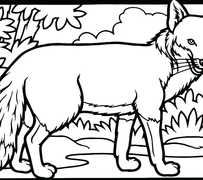 678x600 Printable Fox Coloring Pages Red Coloring Pages Red Coloring Pages