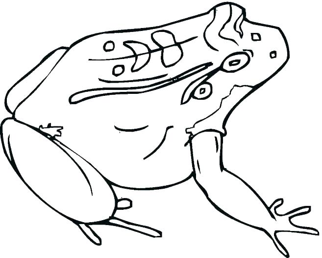 657x525 Frog Color Page Coloring Pages Of Frogs Red Eyed Tree Frog