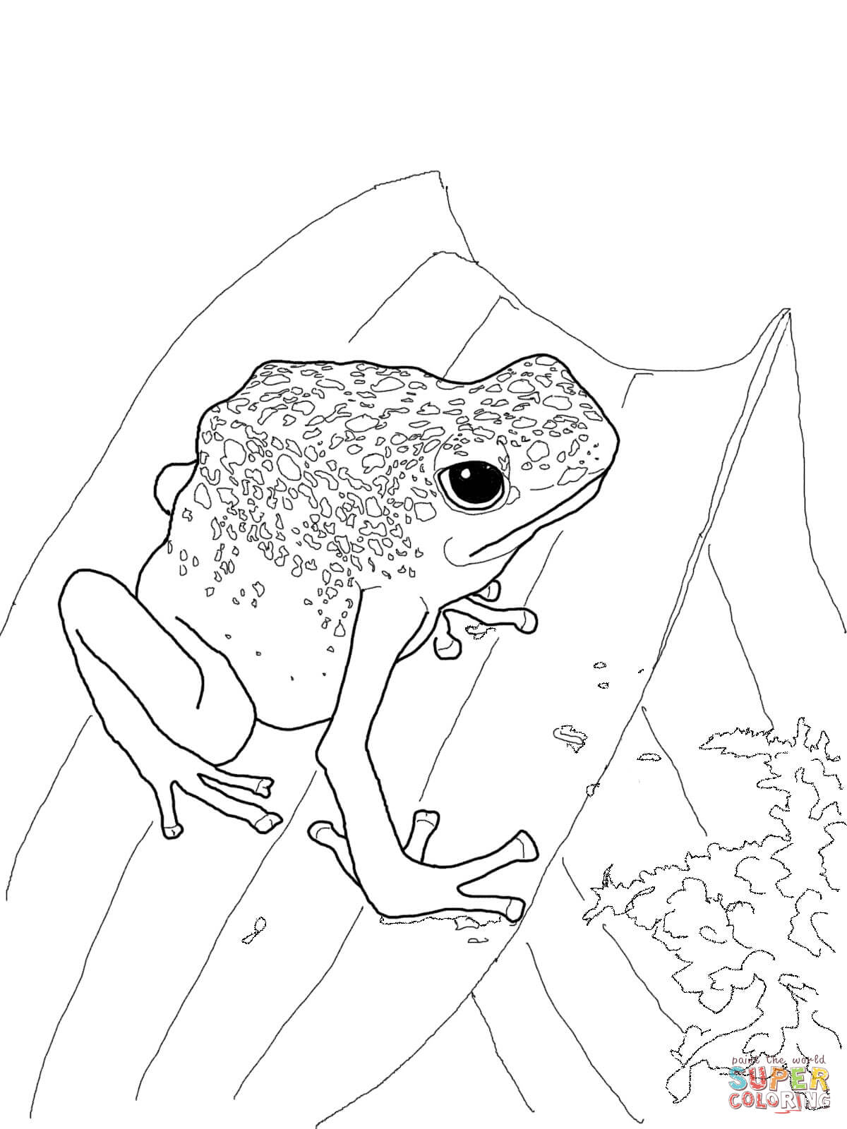1200x1600 Blue Poison Dart Frog Coloring Page Free Printable Pages On Red