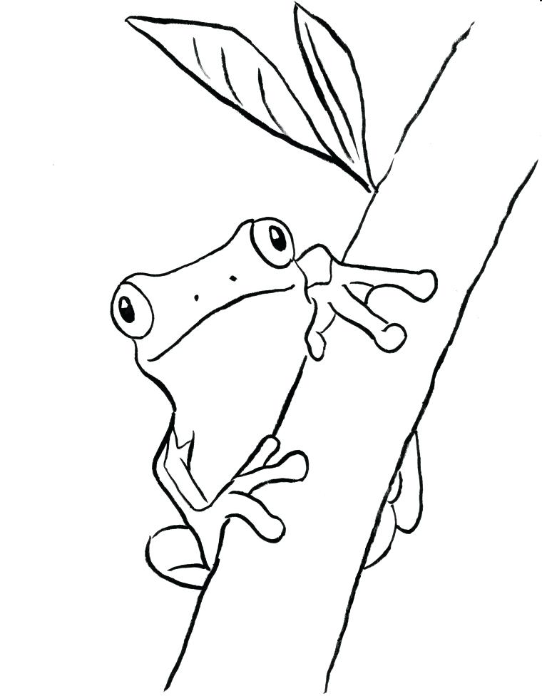 760x976 Red Eyed Tree Frog Coloring Page Red Eyed Tree Frog Outline