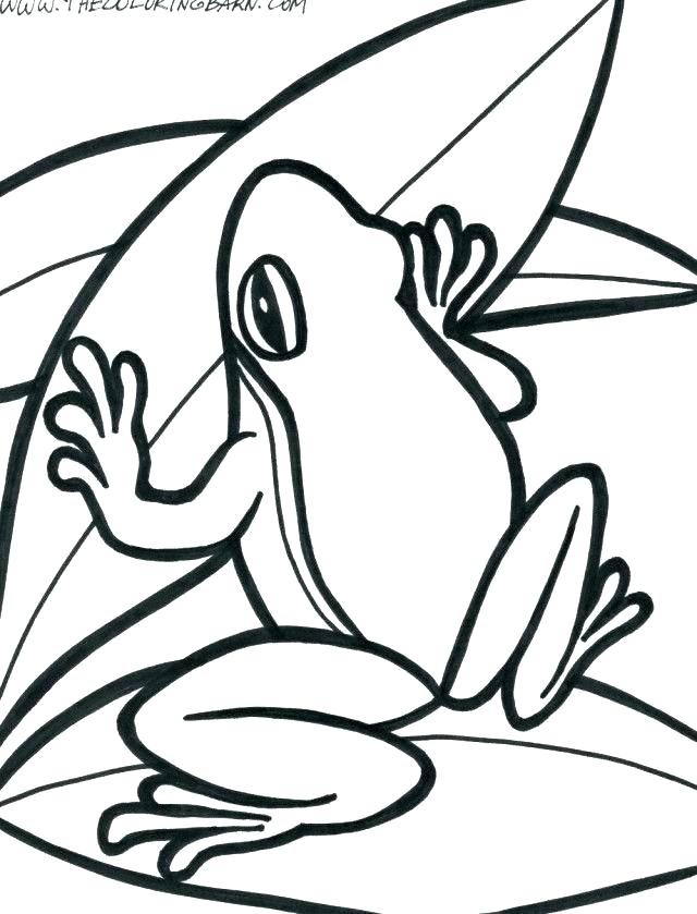 640x839 Red Eyed Tree Frog Colouring Page Coloring Pages Home Fre Fuhrer