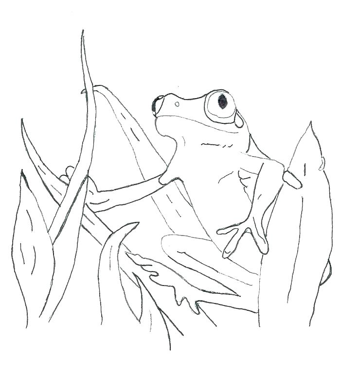 736x764 Tree Frog Coloring Page Coloring Page Impressive Ideas Red Eyed