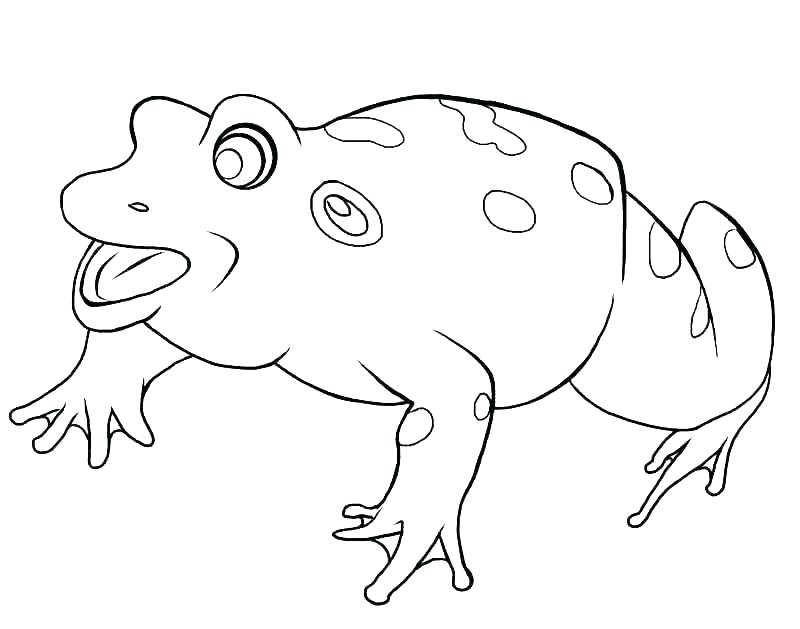 800x629 Coloring Pages Of Tree Frogs Amazing Tree Coloring Pages Palm Tree