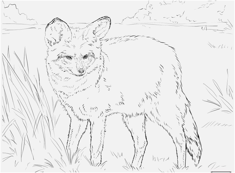 827x609 Realistic Fox Coloring Pages Graphic Mammals Red Fox Walking