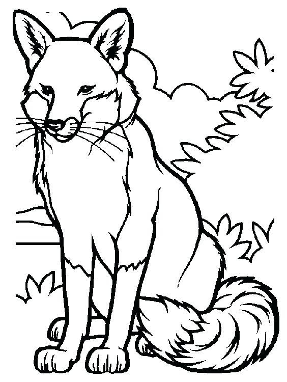 564x750 Red Fox Coloring Pages Animals Pictures Coloring Page Fox Animals