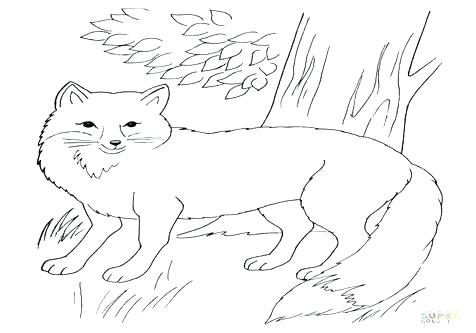 476x333 Red Fox Coloring Pages