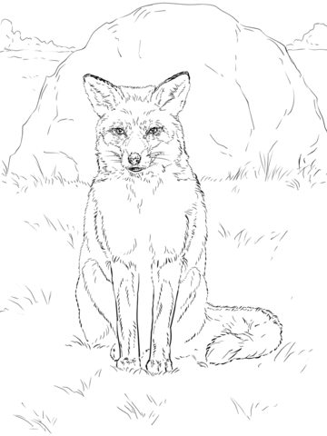 360x480 Sitting Red Fox Coloring Page Colorbook Red Fox