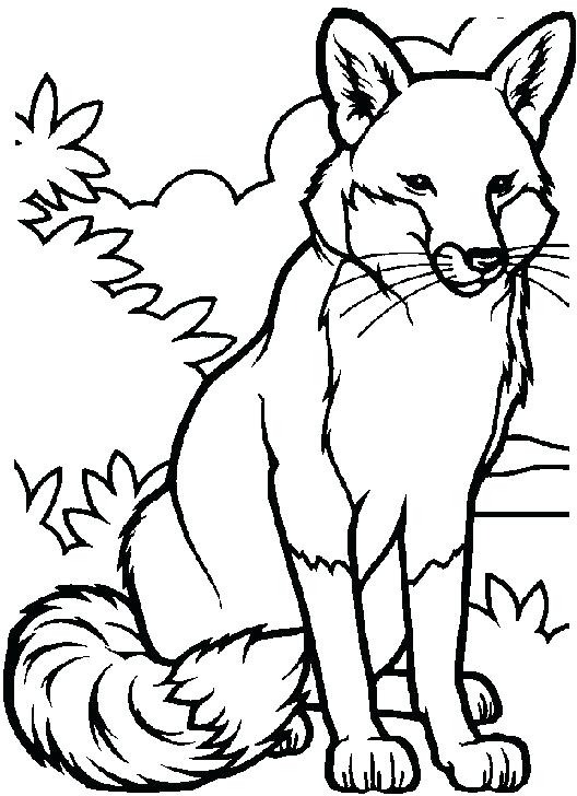 528x728 Coloring Red Fox Coloring Page 2 Pages For Girls. Red Fox