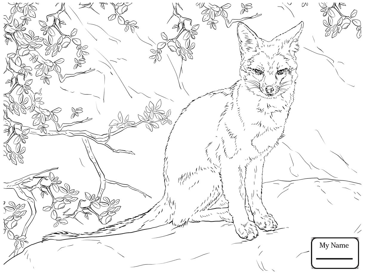 1223x917 Coloring Page Red Fox