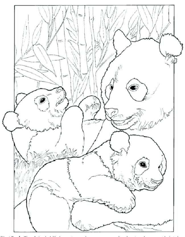 650x831 Giant Panda Coloring Page Printable Red Panda Coloring Page