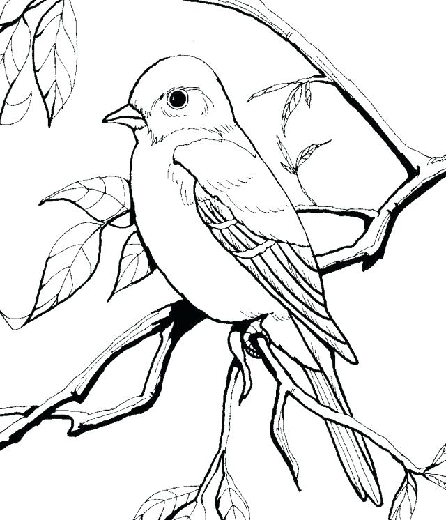 640x746 Robin Bird Coloring Pages Bird Coloring Books And Coloring Pages