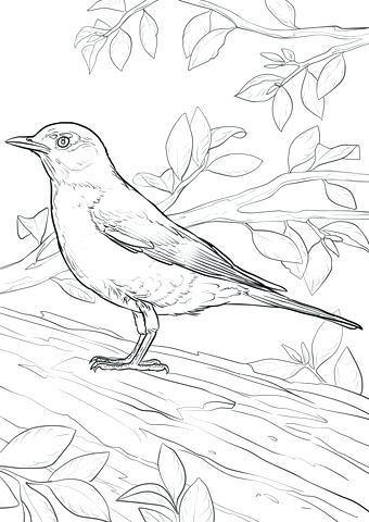 340x480 Robin Bird Coloring Pages Click To See Printable Version Of Robin