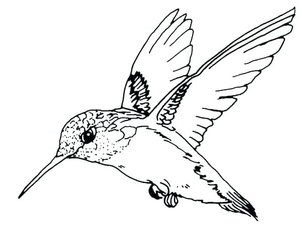 600x480 Robin Bird Coloring Pages Robin Bird Coloring Pages Coloring Pages