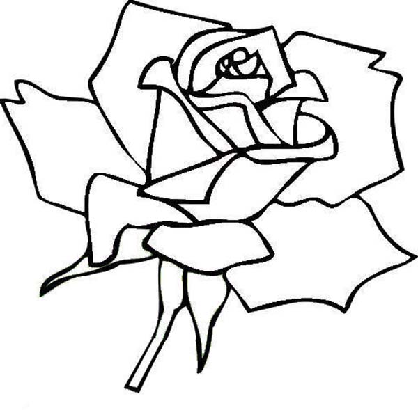 600x589 Red Rose Flower Coloring Page