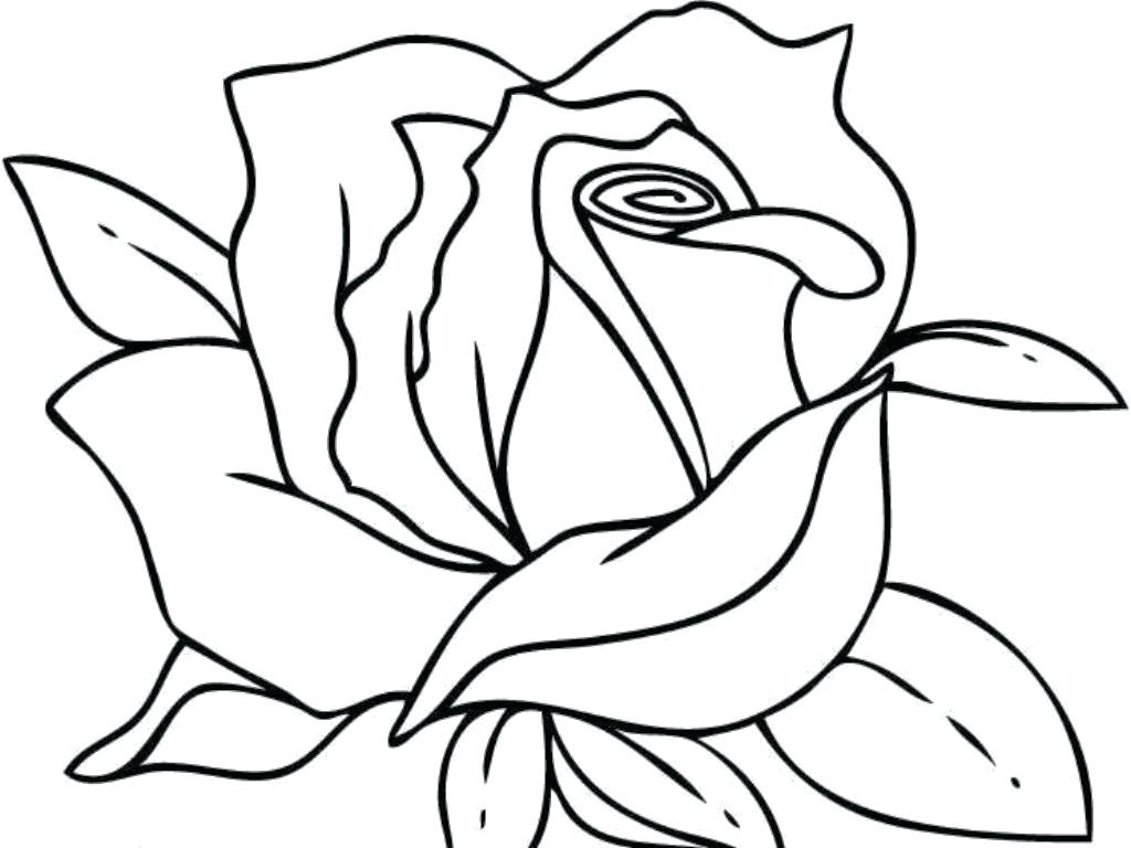 1024x768 Coloring Page Of A Rose Red Flower Trend Awesome Ideas Pages Five