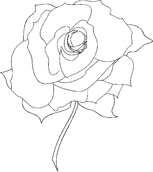 600x673 Coloring Pages Rose Roses Coloring Pages Printable Roses Coloring