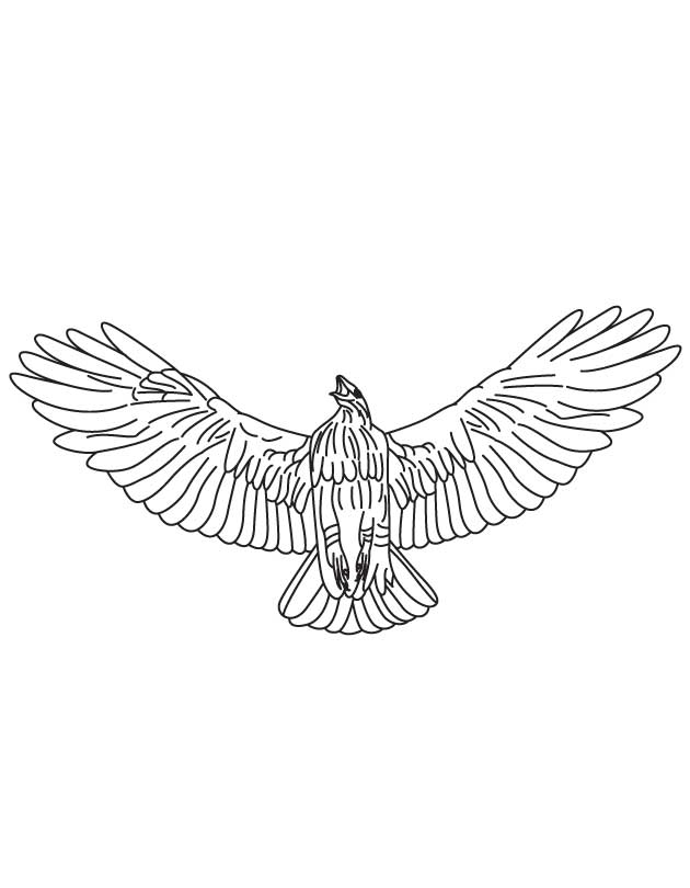 Red Tailed Hawk Coloring Page