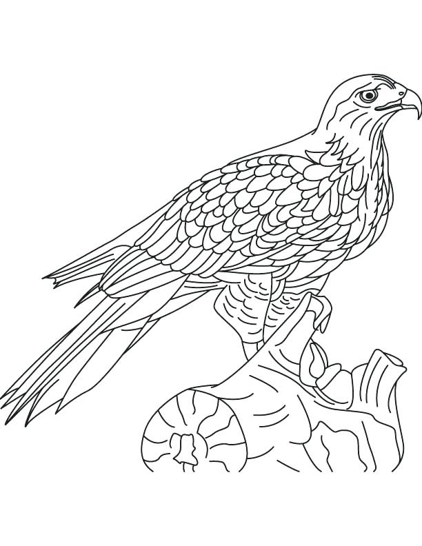612x792 Hawk Coloring Pages Red Tailed Hawk Coloring Page Hawk Coloring