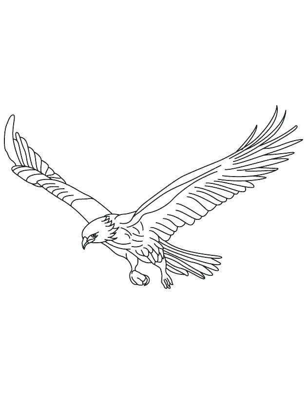 630x810 Red Tail Hawk Drawing At Free For Personal Use Red Red Tailed Hawk