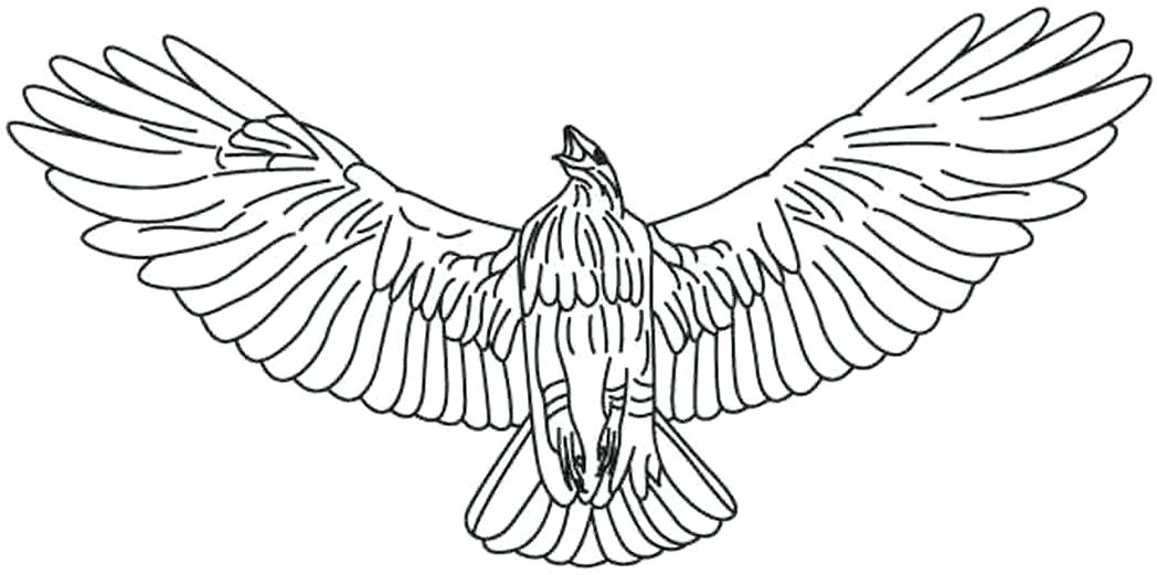 1048x521 Red Tailed Hawk Coloring Page Hawk Coloring Pages Red Tailed Hawk