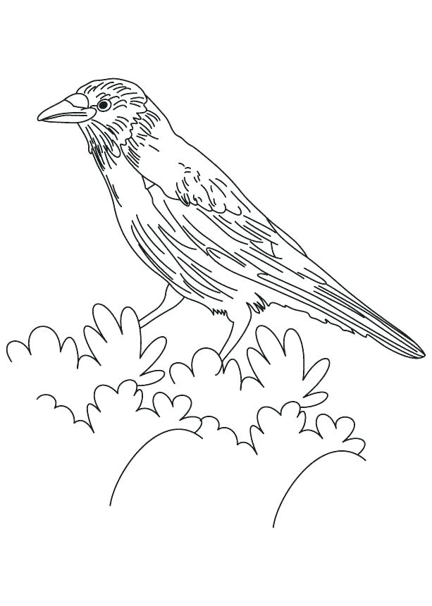 613x860 Red Tailed Hawk Coloring Page Printable Tail Common Flicker