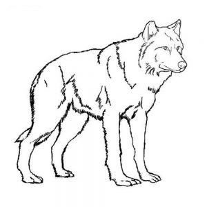 300x300 Wolf Gray On Alert Mammals Coloring Pages For Realistic Free