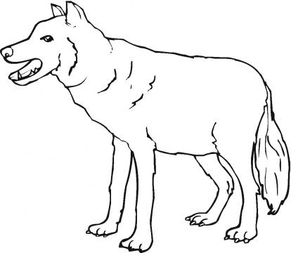 414x360 Red Wolf Coloring Pages 4.gif 2nd Grade