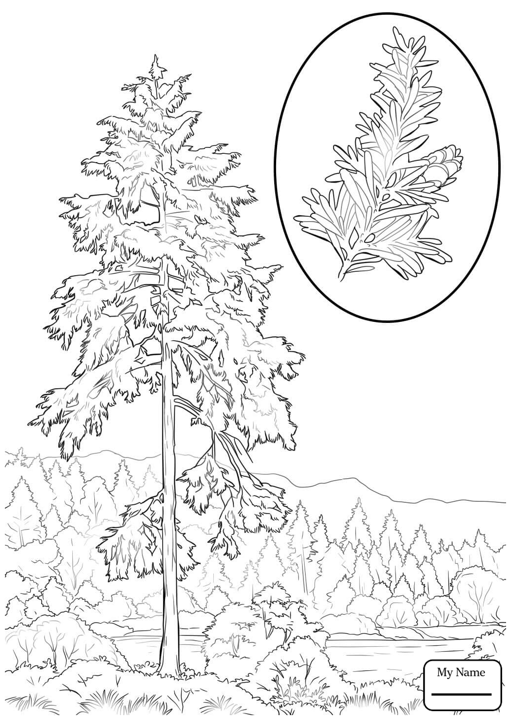 1040x1469 Hemlock Tree Coloring Pages Printable Coloring For Kids 2018